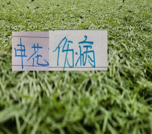 中超還剩7輪申花傷病陣容還有誰能復出至少蓋伊是不可能了