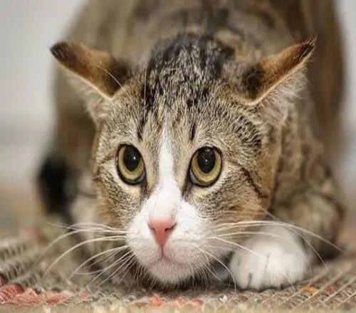 中超进球的高光时刻，他献给了一只逝去的奶牛猫
